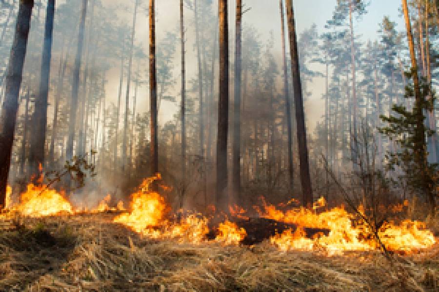 Лесные пожары